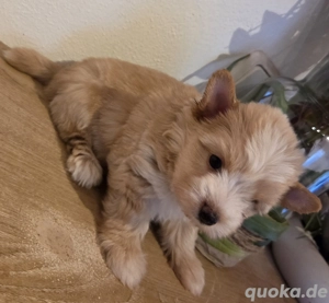 Reinrassige yorkshire terrier golddust rüden 