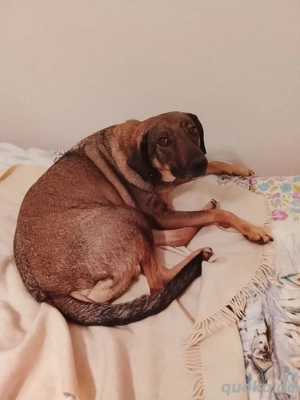 Mus mein 2hund verkaufen dringend 