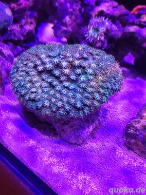 turbinaria peltata koralle Meerwasser 