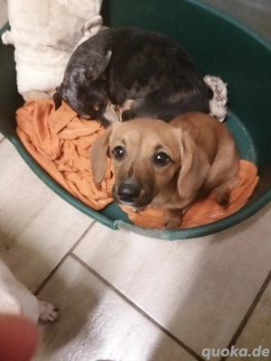 Dackel mix Hündin abzugeben 