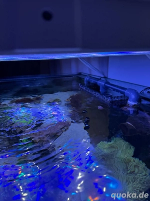 Meerwasser Aquarium inc Technik (keine tiere) Bild 7