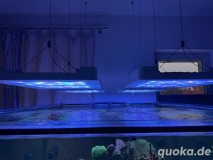 Meerwasser Aquarium inc Technik (keine tiere) Bild 6