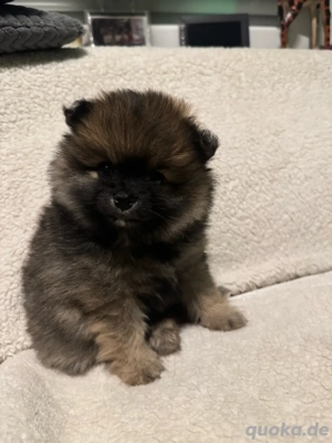 Pomeranian Zwergspitz Welpen