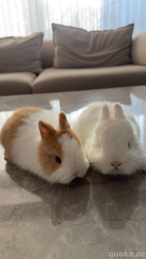 Zwergkaninchen Babys