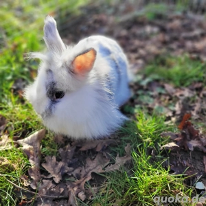 Liebe soziale Kaninchen Weibchen jung-alt suchen Zuhause-geimpft 