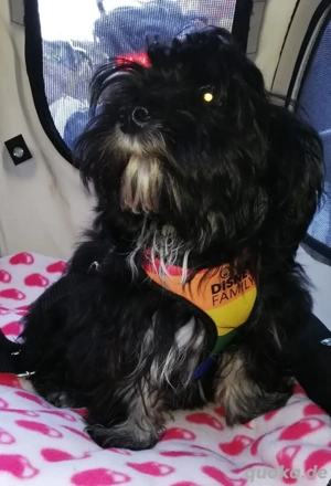 Hündin! Havaneser,,, schwarz weiß! 13.04.25 geboren
