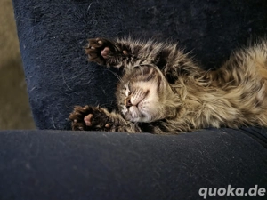 Babykatze, Katzenbaby,Maine Coon,Kitten