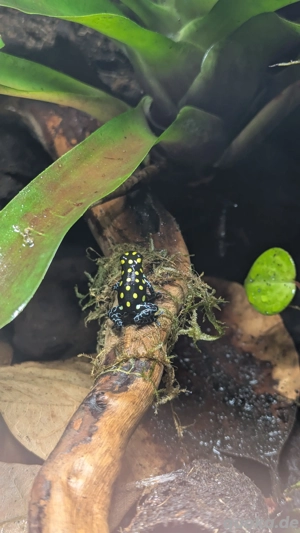 2.0.4 Ranitomeya vanzolinii 05 2025