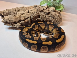 1.0 (Male) Königspython Classic poss.het. Piebald  poss.het. AlbinoNZ 25