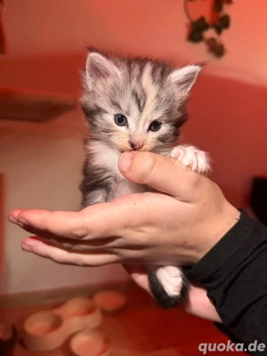 Zuckersüße XL Maincoon Kitten