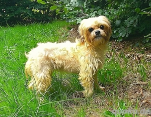 Junge Havaneser Malteser Mix Hündin