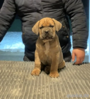 Cane Corso  FCI-Welpen aus Custodi Nos   Strajano | JETZT RESERVIEREN!