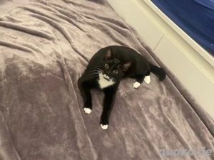 Ekh 8 monate in liebevolle hände  