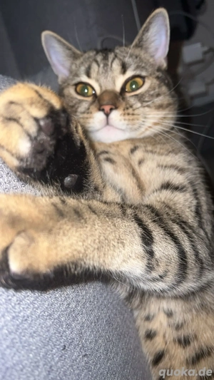 Verspielter Kater Simba sucht ein liebevolles Zuhause