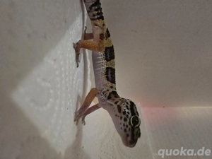 Leopardgecko Mit Terrarium 