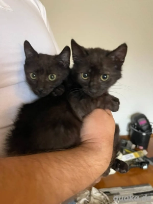 Brad und Pitt zwei Kätzchen suchen eine Familie