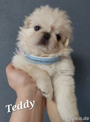 Wunderschöner altdeutscher Mopswelpe weiß (Fluffy) darf in ein liebevolles Zuhause