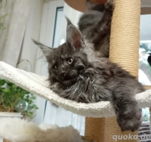 Maine Coon, diese wunderschöne Tiere sind jetzt zum Reservierung frei