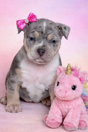 American Bully Tricolor XL
