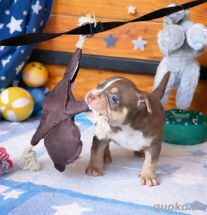 American Bully XL Tricolor 