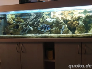 Cyphotilapia frontosa Wildfänge "Blue Zaire" 1 Männchen, 2 Weibchen 