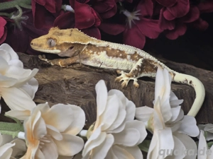 1.0 Frappuccino Kronengecko