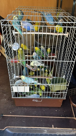 Wellensittiche in verschiedenen Farben 