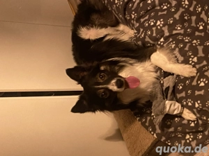 Border Collie sucht ein neues Zuhause !