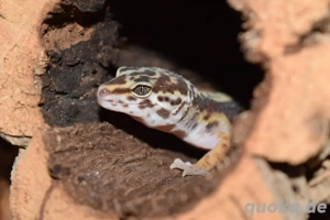 Leopardgecko 0.1 Tremper Albino