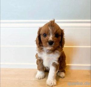 cavapoo welpen (ähnlich maltipoo welpen)