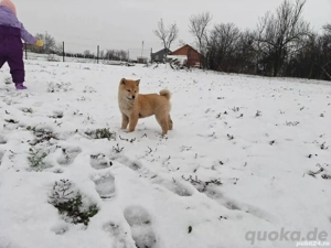   Reinrassige Shiba Inu Welpen 