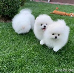 Reinrassige Zwergspitz Babys   sehr flauschig