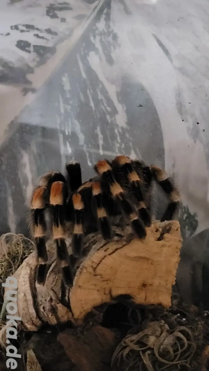 2 Vogelspinnen Brachypelma harmorii und boehmei