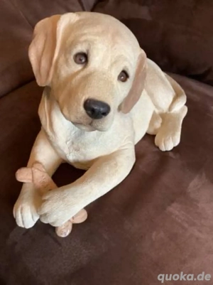 Entzückender Welpe auf der Suche nach einem liebevollen Zuhause    n