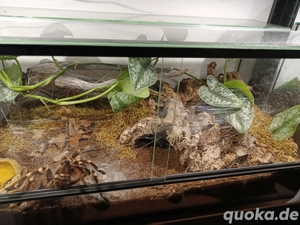 Vogelspinne Acanthoscurria geniculata mit Terrarrium 