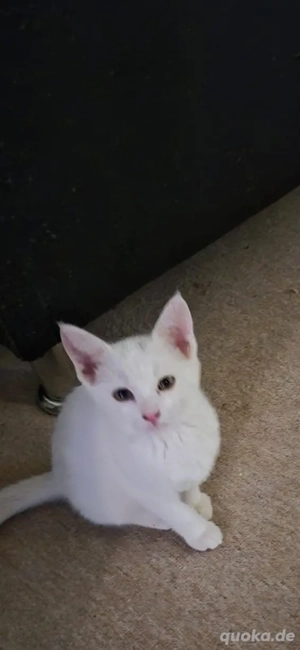 Kleines Bkh siam mix kätzchen abzugeben 