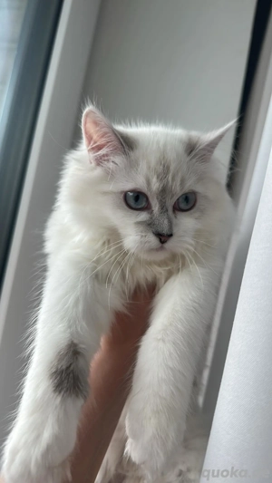 Langhaarige Katze (weiblich), 3,5 Monate alt   in Hamburg