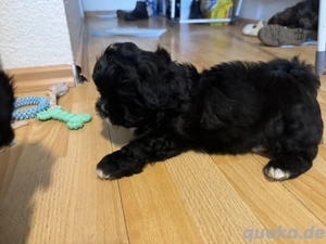 Bolonka-Shi Tzu Welpen 