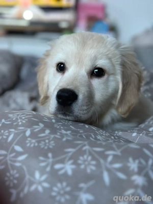 Golden Retriever dringend abzugeben 