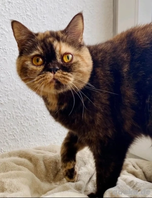 Liebevolle BKH sucht Zuhause