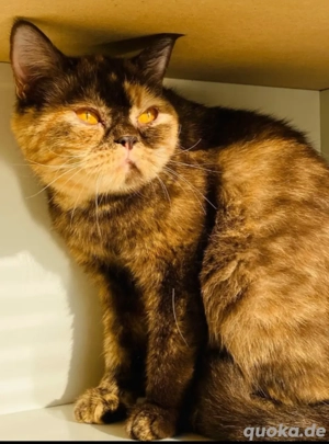 Liebevolle BKH sucht Zuhause