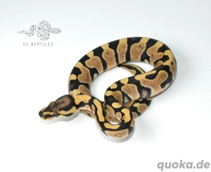 0.1 Desert ghost 100% HET Clown, Königspython 