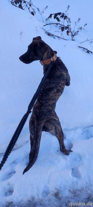 Bitte kauft kein Tier aus Mitleid 