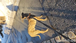 Bitte kauft kein Tier aus Mitleid  Bild 2