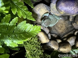 Korallenfinger Laubfrösche inkl. Terrarium und Ausstattung 