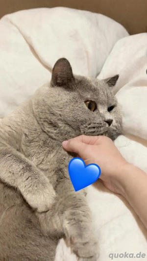  BKH reinrassig Deckkater kein verkauf !