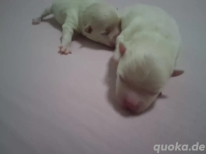 Reinrassige Zwergspitz Welpe