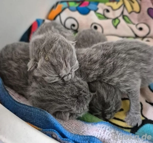 Deckkater BKH reinrasig ! Bild 3