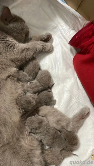 Deckkater BKH reinrasig ! Bild 7