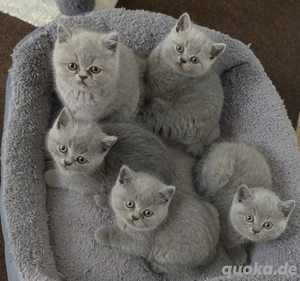 Deckkater BKH reinrasig ! Bild 4